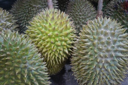 Delicious thorny fruit malaysia