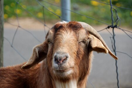 Goatee domestic goat goat's head photo