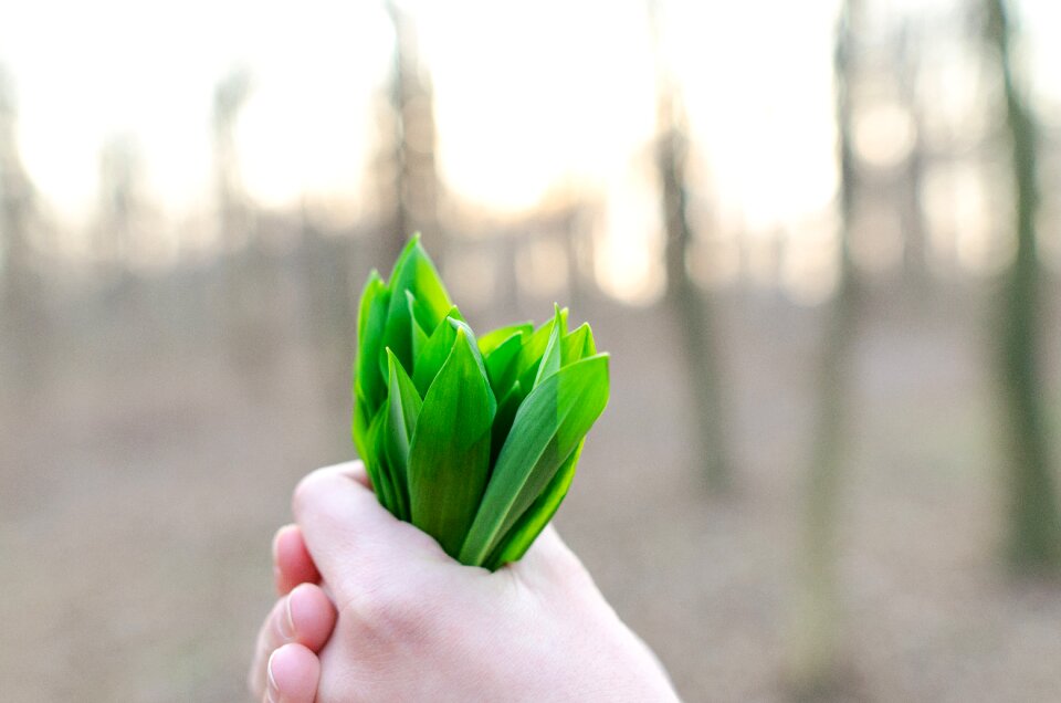 Herbal plant nature