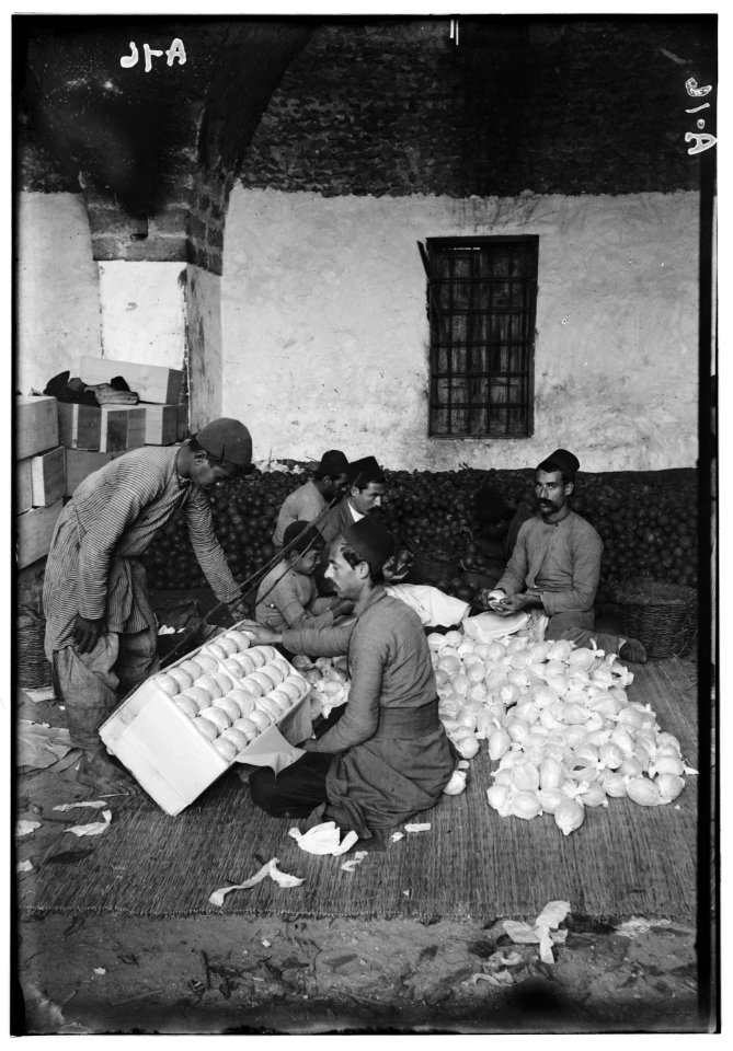 Jaffa orange culture. Packing oranges LOC matpc.00683