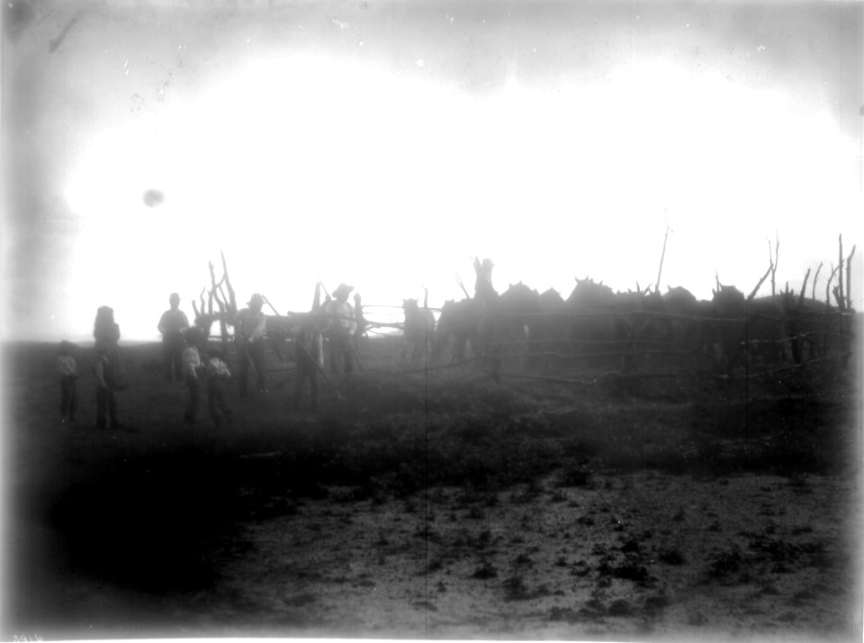 Indians threshing wheat at the pueblo town of Cibolleta, New Mexico, ca.1900 (CHS-3916)