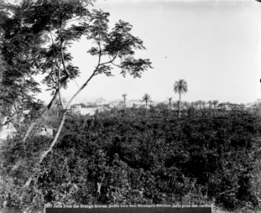Jaffa (Joppa) and environs. Jaffa from the orange groves LOC matpc.06520