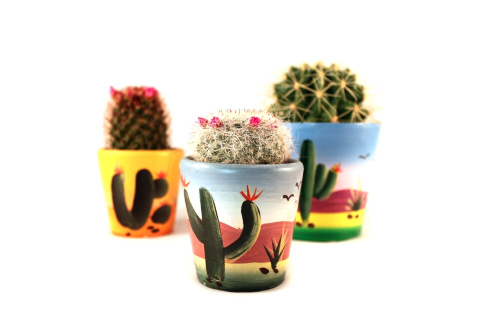 Plant green decoration