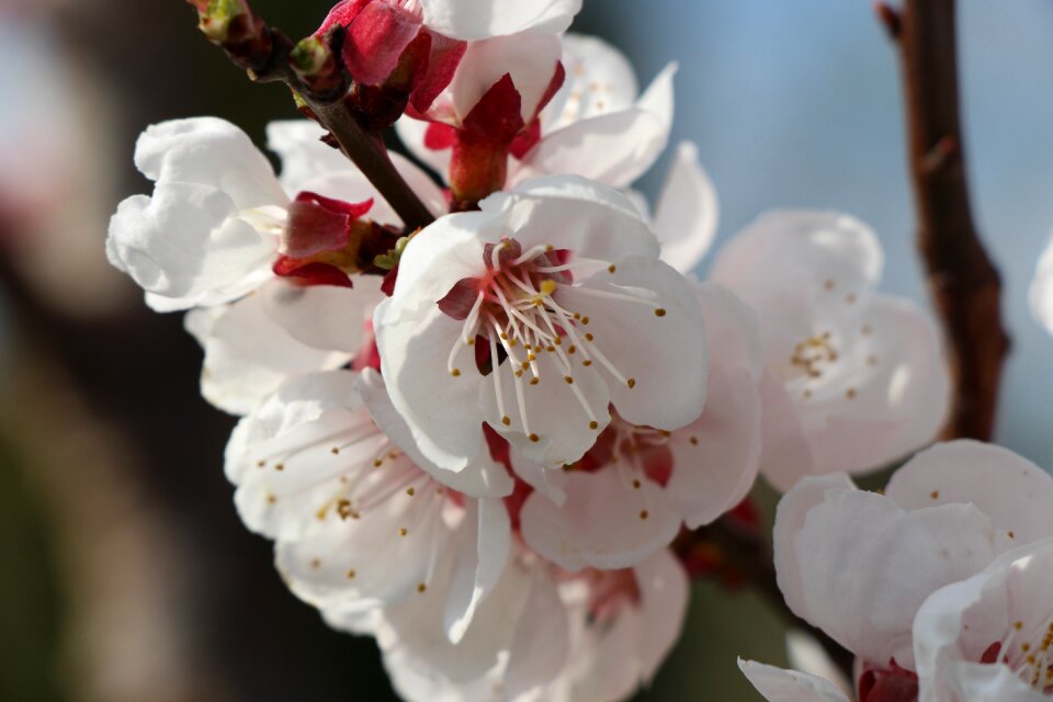 Cherry wood branch tree photo