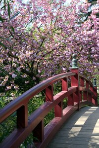 Park plant japanese garden in leverkusen photo