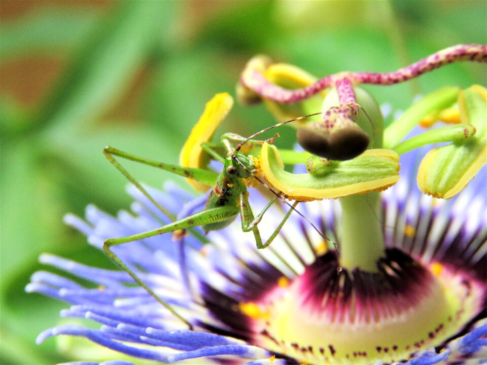 Passion flower bloom blue and white green