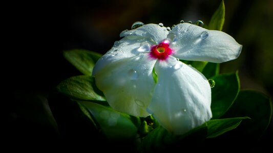 Nature floral design