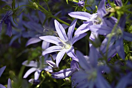 Blue violet blue purple in the garden photo