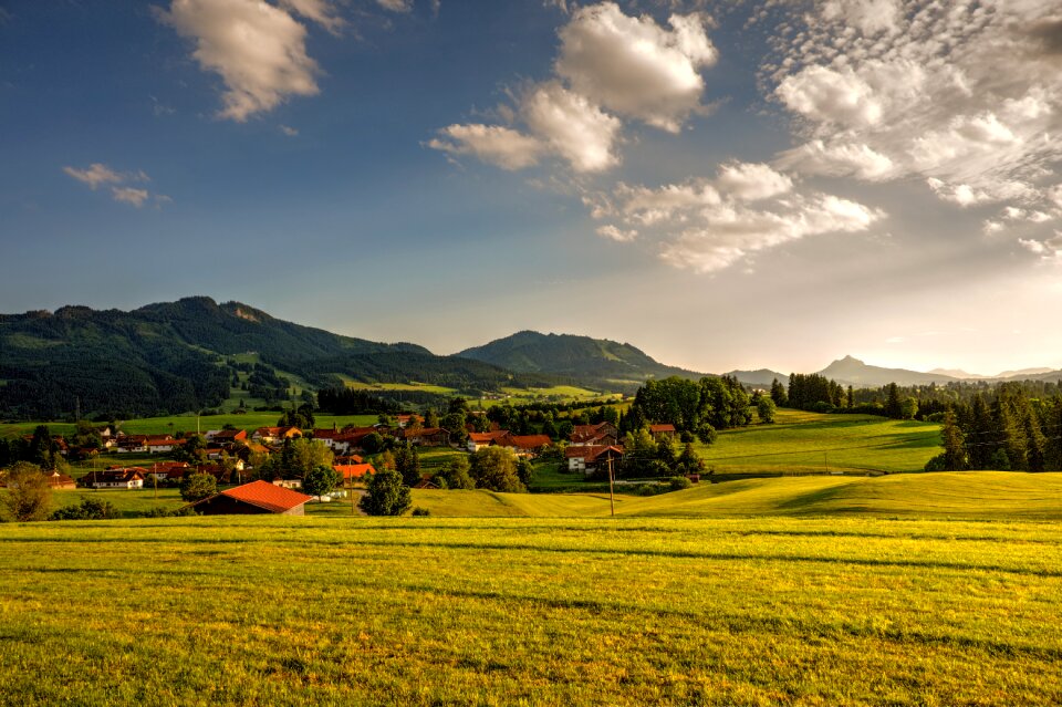 Nature tree field