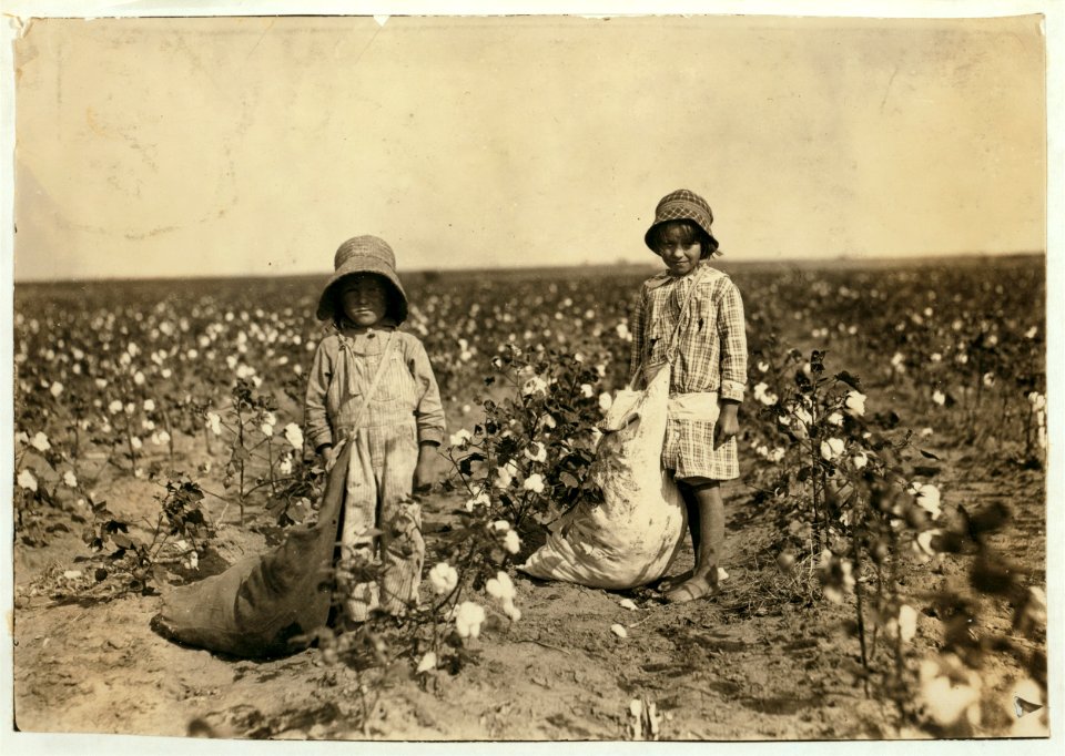 Jewel and Harold Walker, 6 and 5 years old, pick 20 to 25 pounds of cotton a day. Father said- 'I promised em a little wagon if they'd pick steady, and now they have half a bagful in just a LOC cph.3a32050