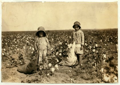 Jewel and Harold Walker, 6 and 5 years old, pick 20 to 25 pounds of cotton a day. Father said- 'I promised em a little wagon if they'd pick steady, and now they have half a bagful in just a LOC cph.3a32050