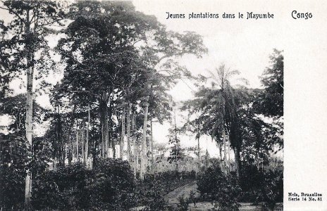 Jeunes plantations dans le Mayumbe-Congo