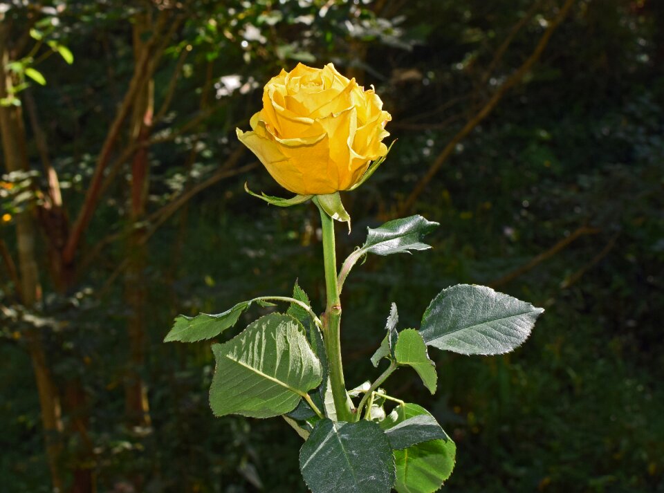 Blossom bloom plant photo