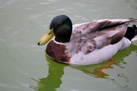 Lake wildfowl of mallard photo