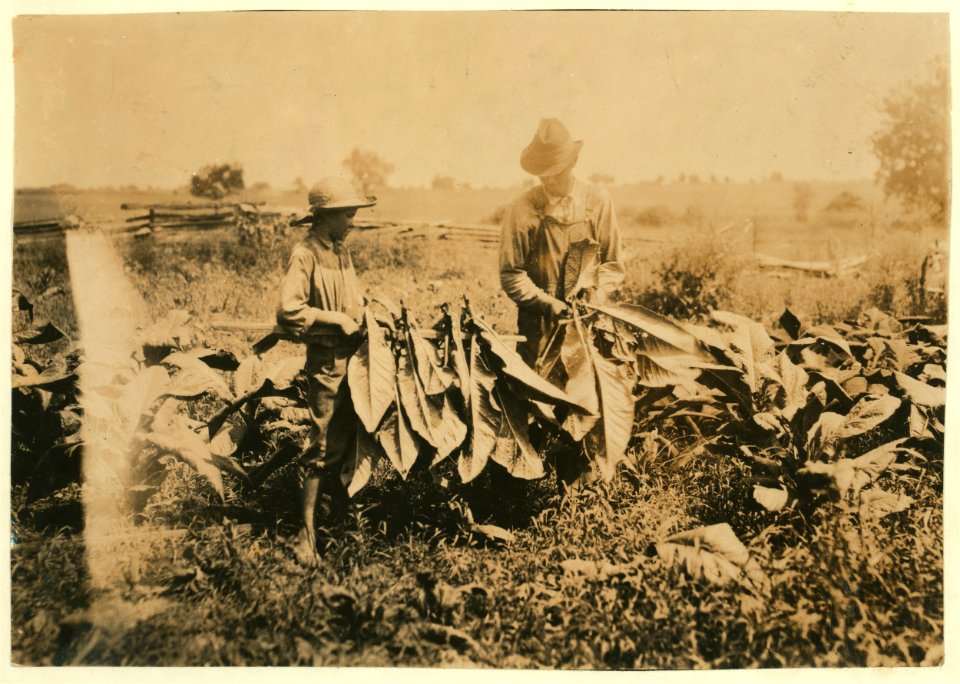 Jo Oliphant, R.D. 3, Bowling Green, holding stick for tobacco cutters on father's farm. 'I go to school some and am out some.' Plano School. LOC nclc.00549