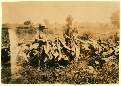 Jo Oliphant, R.D. 3, Bowling Green, holding stick for tobacco cutters on father's farm. 'I go to school some and am out some.' Plano School. LOC nclc.00549