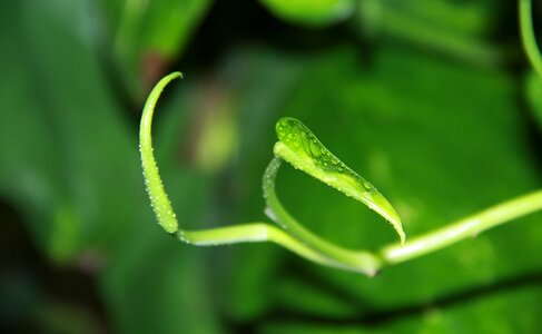 New green hope green news