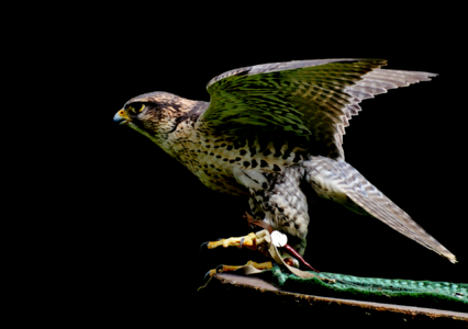Feather bird of prey bird