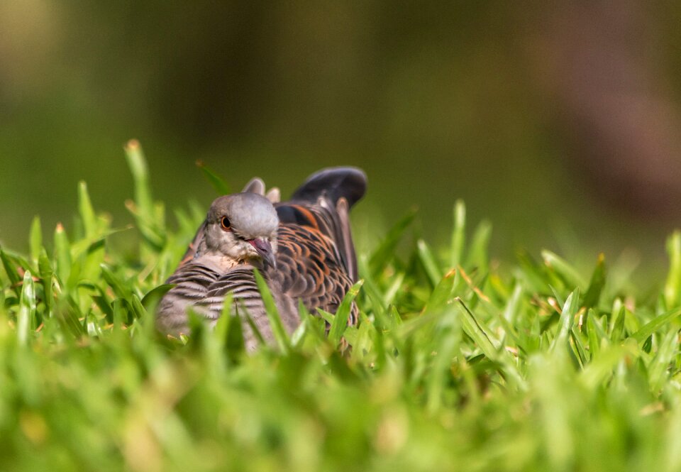 Outdoors wildlife animal