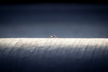 Web thread insect