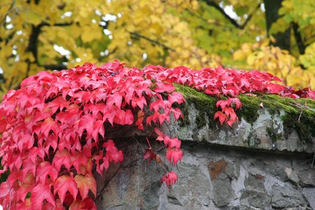 Season autumn wine partner photo