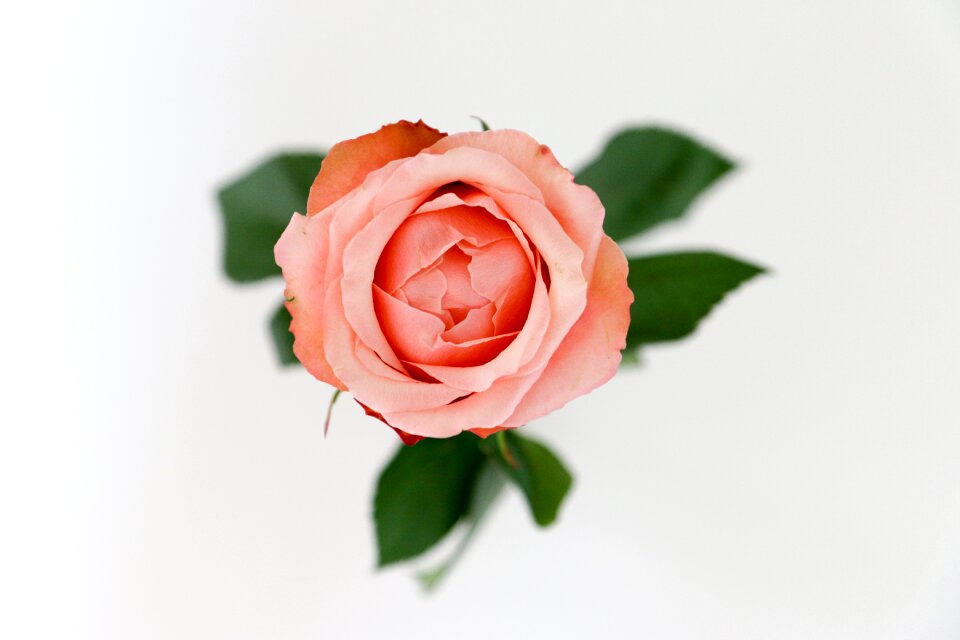Floral love leaf