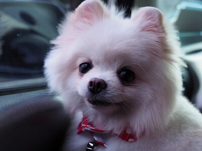 Dog little vodka