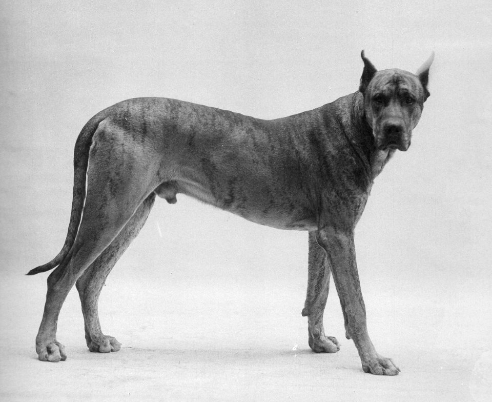 Johannes Meiner Dogge