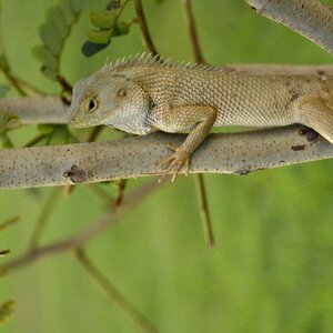 Animal nature chameleon