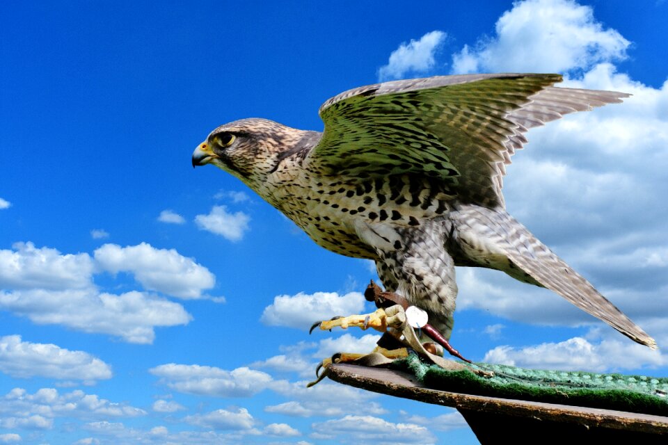 Animal falconry bill