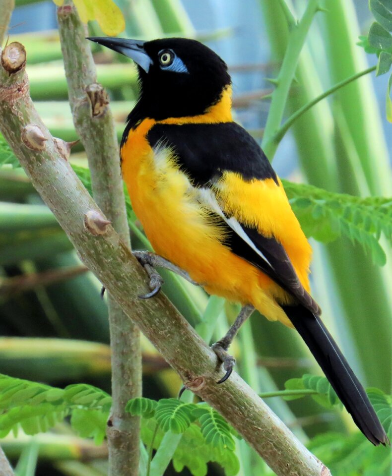 Nature yellow colorful