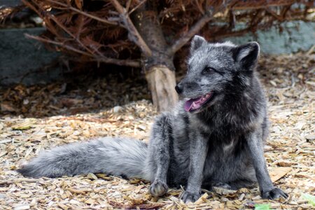 Big cat asylum ice fox silver fox