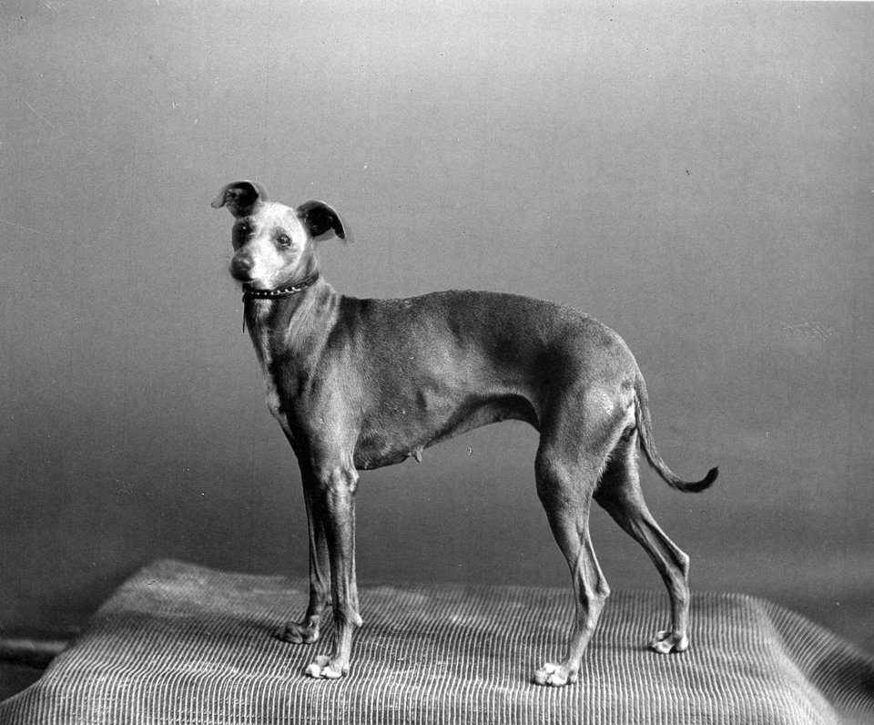 Johannes Meiner windhundartiger Hund