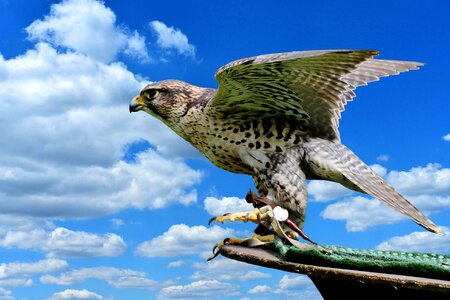 Feather bird of prey bird