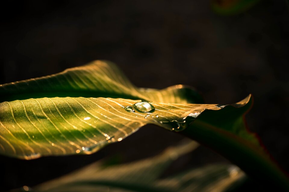 Banana leaves green gold