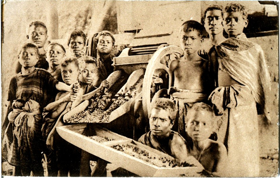 JRD - Timor Português – Despolpando café (Comp. de Timor)