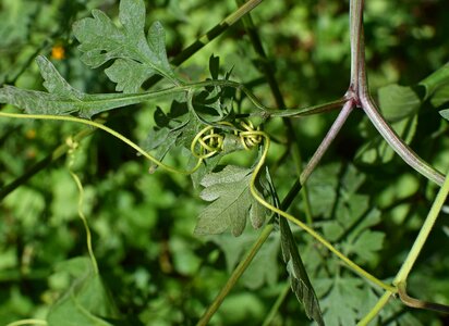 Tendrils wild wildflower