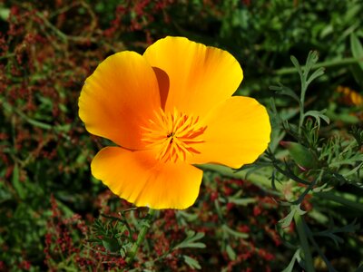 Eschscholzia californica flower yellow photo