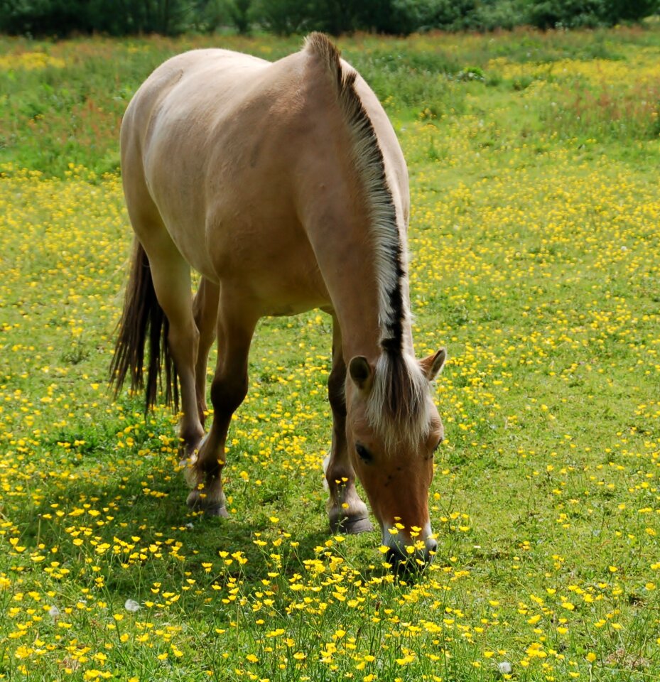 Animal kingdom meadows meadow