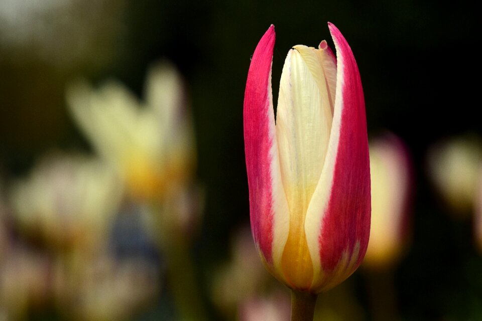 Bloom close up nature