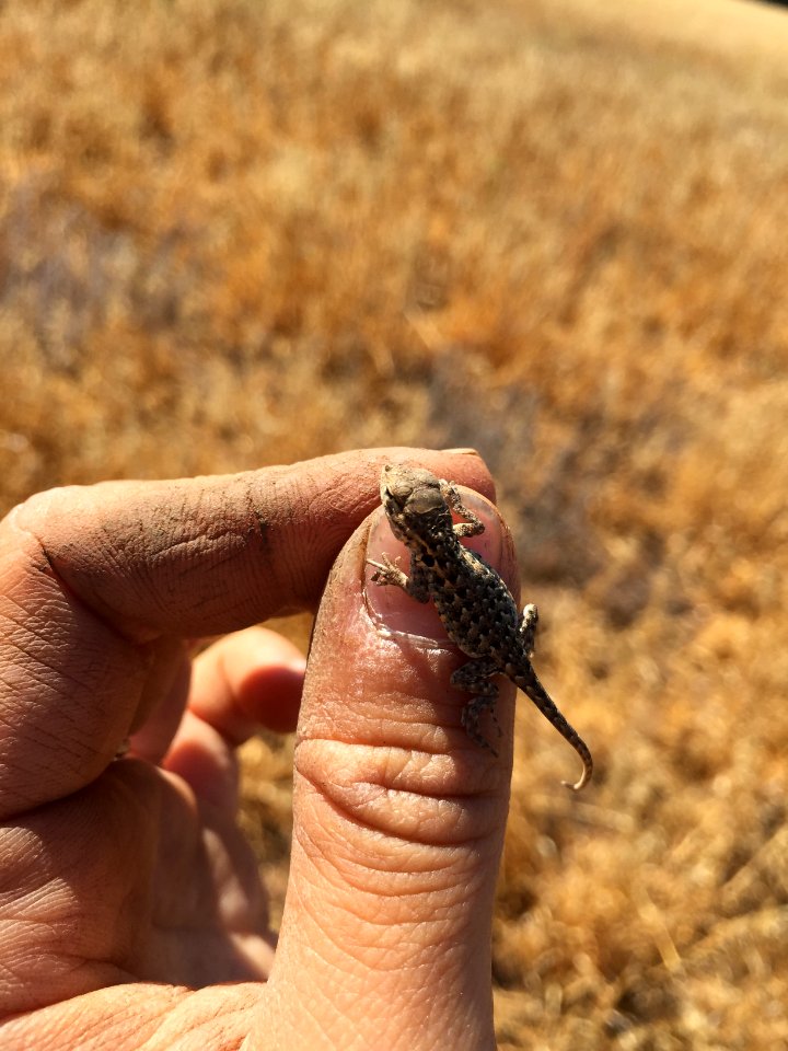 Juvenile Side-Blotched Lizard (27817957084)