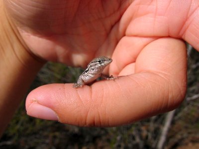 Juvenile Side-Blotched Lizard (28434349435) photo
