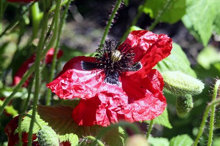 Poppy flower withered poppies red poppy photo