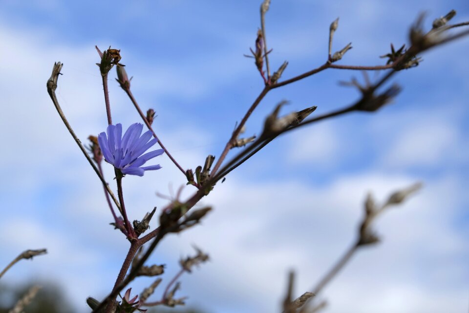 Bloom nature weed