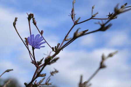 Bloom nature weed