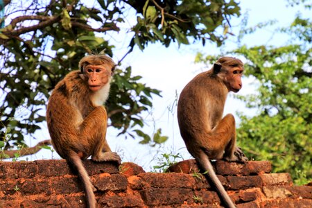 Nature different monkeys hairy