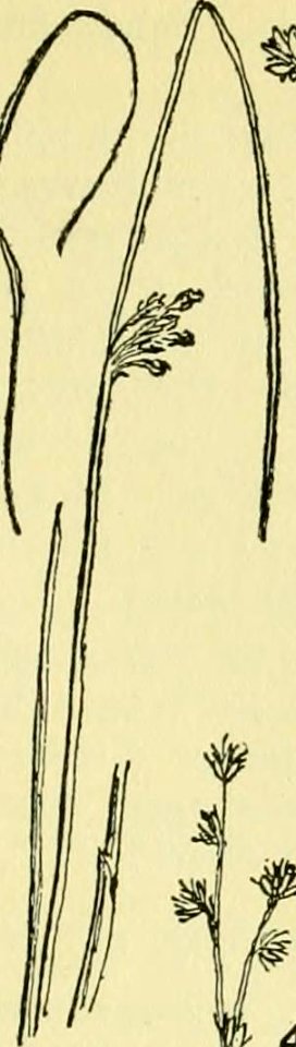 Juncus vaseyi (14779713361)
