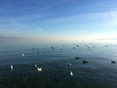 Swan nature cloud