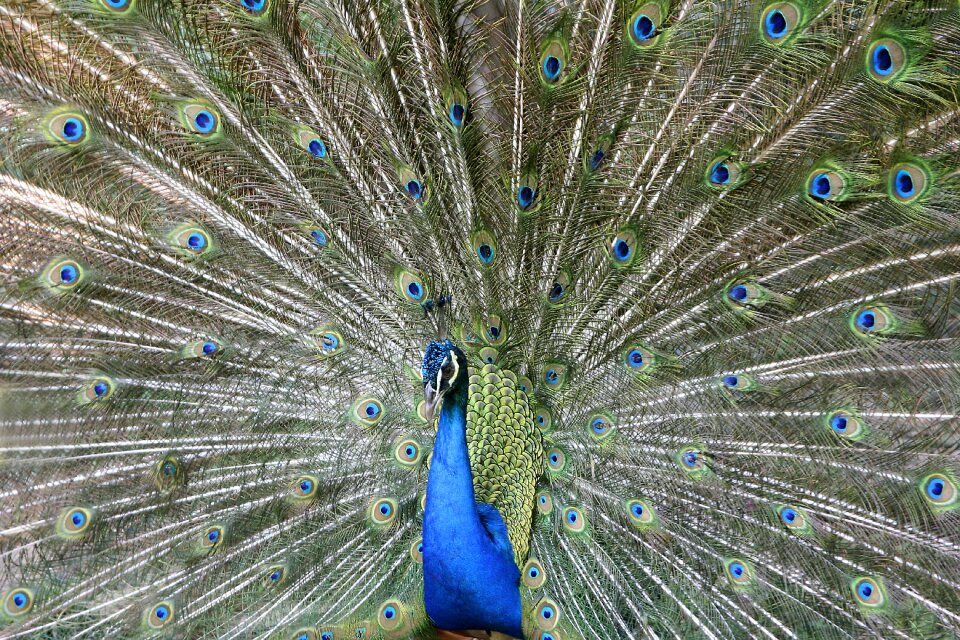 Plumage colorful pride