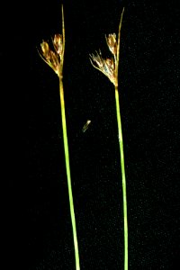 Juncus drummondii NRCS-1